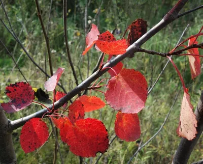 Осень Листья Осина - Бесплатное фото на Pixabay - Pixabay