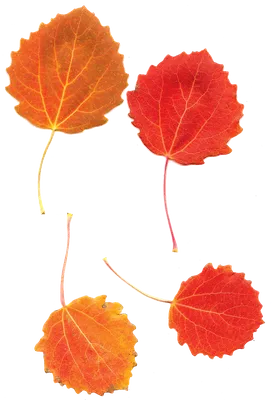 листья осины стоковое фото. изображение насчитывающей ботаническую -  23235602
