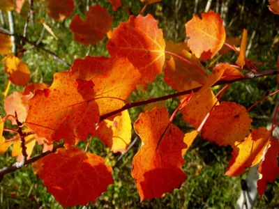Populus tremula (Осина обыкновенная; Тополь дрожащий) | Листья, Ландшафтный  дизайн, Осина