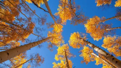 Осень листья кружат, клён огненно …» — создано в Шедевруме