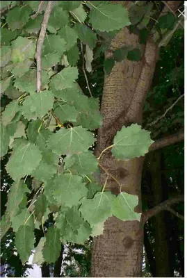 File:Populus tremula Осина Осенние листья.jpg - Wikimedia Commons