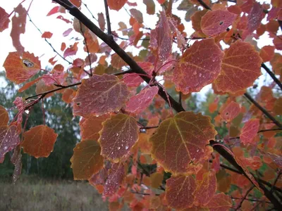 File:Populus tremula Осина осенью Листья красные.jpg - Wikimedia Commons