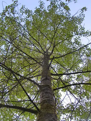 Дерево осина картинка - 59 фото