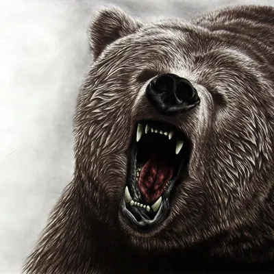 Оскал медведя эскиз - 59 фото