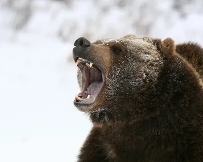Постер «Оскал медведя»