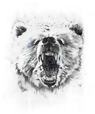 Портрет головы бурого медведя на черной предпосылке Оскал медведя  Иллюстрация вектора - иллюстрации насчитывающей логос, мощно: 126448857