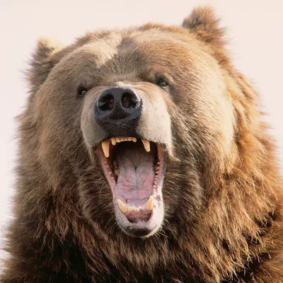 Свирепый медведь (60 фото) - красивые фото и картинки pofoto.club