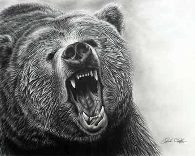 Оскал медведя рисунок - 72 фото