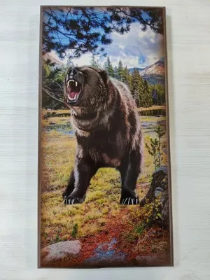 Оскал медведя рисунок - 73 фото