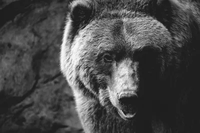 Медведь рычит арт (Много фото!) - deviceart.ru