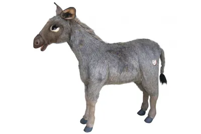 Пега: Удивительная порода ишаков из Бразилии — сила осла, внешность  роскошного коня. Их союз с лошадью порождает лучших мулов | Пикабу