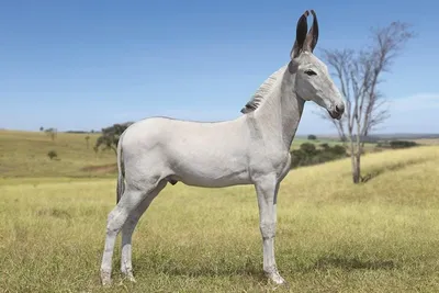 Домашний осел (Equus asinus dom) — Зоопарк «Лимпопо» г. Нижний Новгород –  Нижегородский зоопарк