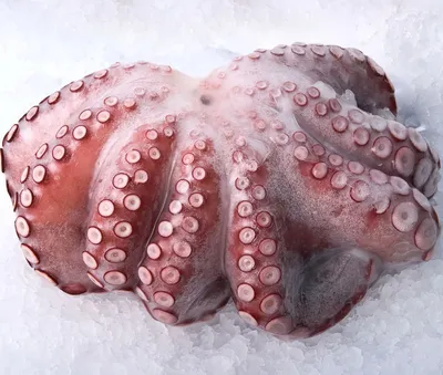 Жареный осьминог премиум-класса сашими | Нежный, полностью приготовленный  деликатес из морепродуктов