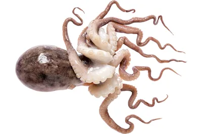 Как и зачем ученые анализируют мозговые волны осьминогов | РБК Тренды