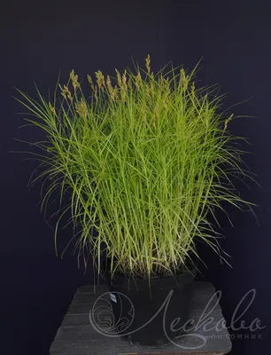 Carex brunnea 'Albolineata', Осока коричневатая 'Альболинеата' |  landshaft.info