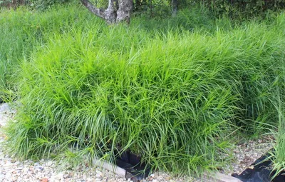 Осока сизая (Carex glauca) - Осока сизая - Осока - Декоративные травы - По  виду - Каталог - LESKOVO-PITOMNIK.ru