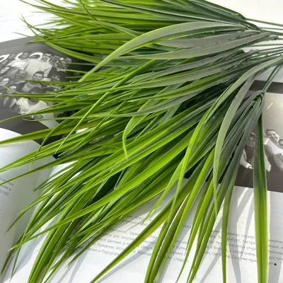 Осока Грея (Carex grayi) | Зеленый край