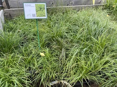 Осока пальмолистная 'Aureovariegata' (Carex muskingumensis 'Aureovariegata')