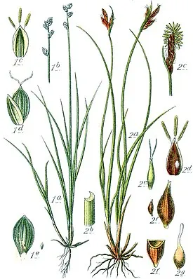 Осока Морроу 'Vanilla Ice' (Carex morrowii 'Vanilla Ice')
