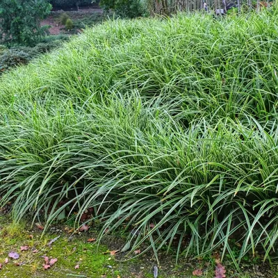 Осока власовидная 'Frosted Curls' (Carex comans 'Frosted Curls')