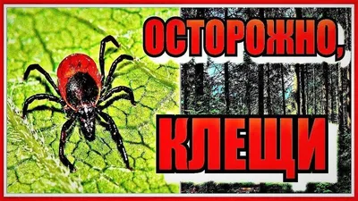 Осторожно клещи! - Стоматологическая поликлиника 9