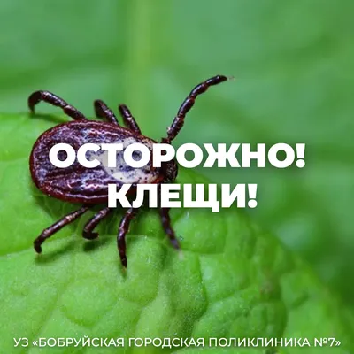 Осторожно, клещи! — ООО \"НЖК\"