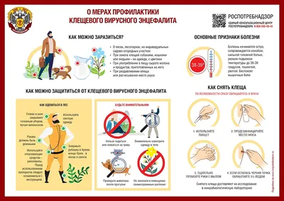 Осторожно! Клещи! | www.adm-tavda.ru
