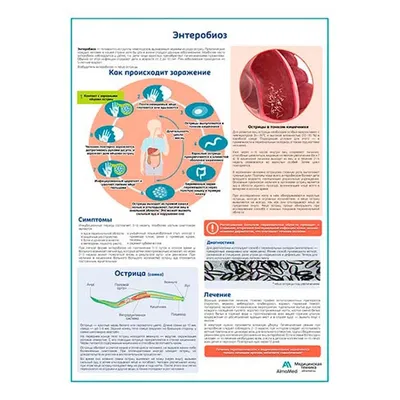 Энтеробиоз симптомы, лечение, диагностика