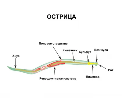 Энтеробиоз | Гепатолог-72