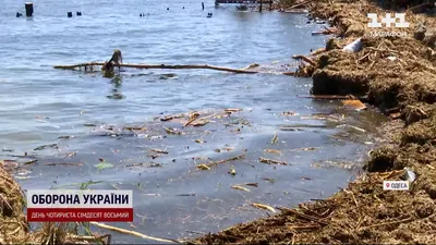 Острицы из нержавеющей стали, ячейки, ячейки для Остриц, столовые приборы,  ресторанный гриль, стальная пластина для Остриц, тарелка для устриц |  AliExpress