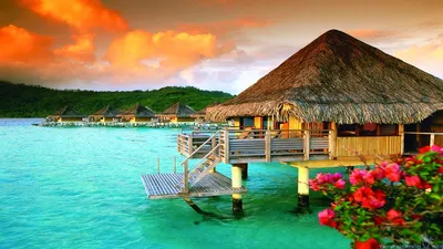 Курорт на острове Бора Бора, цветок, южной части Тихого океана, мост фон  картинки и Фото для бесплатной загрузки