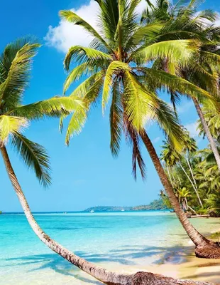 Гоа, Индия пальмы стоковое фото. изображение насчитывающей остров -  184885416