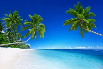 Скачать 2560x1440 океан, пальмы, пляж, песок, остров, небо обои, картинки  16:9