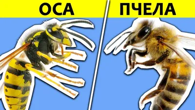 В ЧЁМ РАЗНИЦА? ОСА vs ПЧЕЛА - YouTube