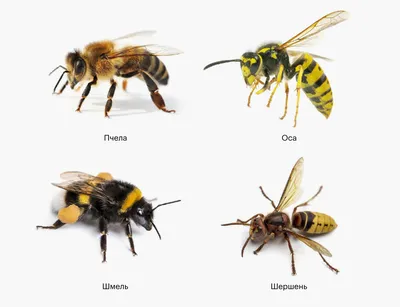 Что делать если укусила оса или пчела: первая помощь при укусе | doc.ua