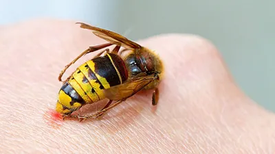 Кто больнее жалит: пчела, оса, шмель или шершень? | ПАСЕКА АЛЕКСАНДРА В  КАЛИНИНГРАДСКОЙ ОБЛАСТИ | Дзен