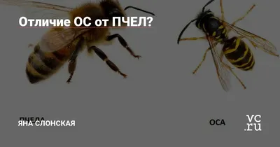 Как избавиться от ос: средства, отрава, ловушки и запахи