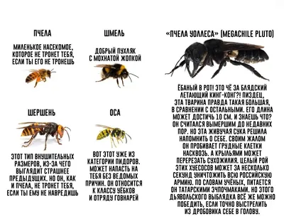 Большой полосатый мух: как избежать укусов ос и пчел – Москва 24, 08.05.2015