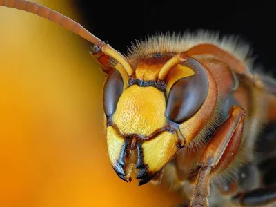 Какое это насекомое: пчела, оса, шмель или шершень? 🙄 Полосатых насекомых  путают почти все. Но если знать,.. | ВКонтакте