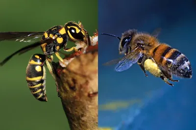 Чем пчелы отличаются от ос? И кого стоит опасаться во время пикника на  природе