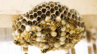 В чём разница «укуса» пчелы и осы? Как устроено их жало, как происходит  атака и как работает их яд? | Книга животных | Дзен