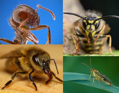 Что делать при укусе осы, пчелы или шмеля? / Администрация городского  округа Ступино