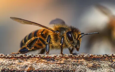 Пчела, значок осы Векторная иллюстрация ос, пчелы Ручная лоба, ос  Иллюстрация штока - иллюстрации насчитывающей здорово, мило: 165578866