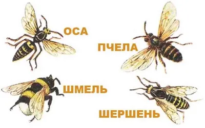 Что делать при укусе пчелы - первая помощь | РБК Украина