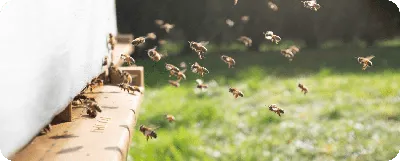 Первая помощь при укусе осы, пчелы - Детская клиника «ПЛЮС»
