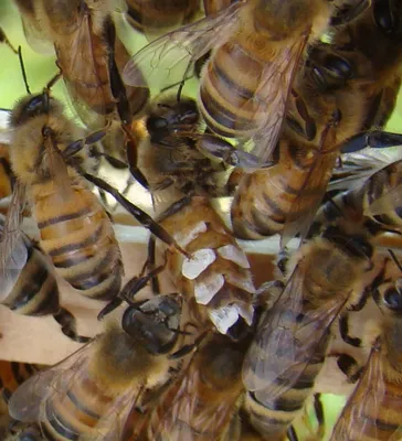 Укусы пчел и ос | Аллергология и Иммунология