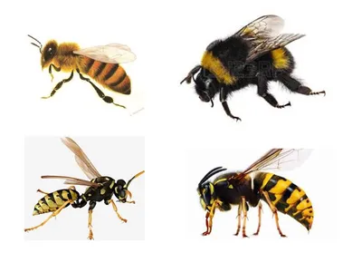 Как избавиться от пчёл и ос? Совет первый | Пчелиный король | Дзен