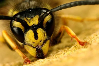 Смертельный бой: поединок осы и пчелы получил популярность в Сети -  29.10.2017, Sputnik Казахстан