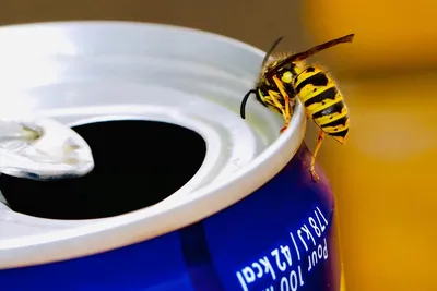 Блог пчеловода для любителей мёда. Пчеловодство для начинающих и не  только!: Из чего пчелы делают соты и улей, а осы гнездо? Как обустраиваются  шмели?