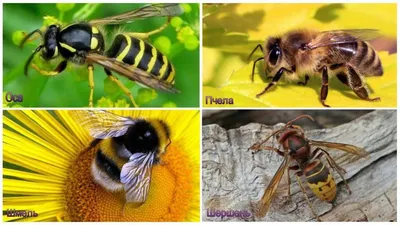 Если укусила пчела, оса, шершень, шмель как снять опухоль, оказать первую  помощь - Европейские рекомендации - Университет здорового ребёнка  Няньковских